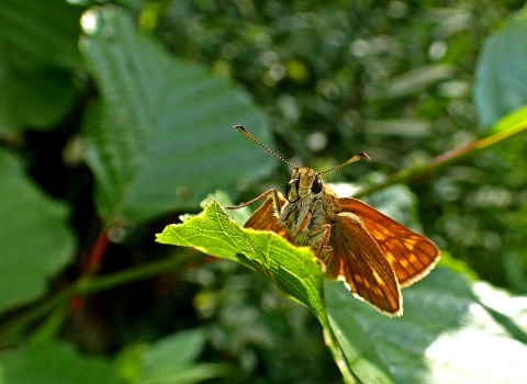 Side Meadow Farm - Large Skipper