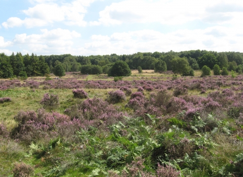 Highgate Common 