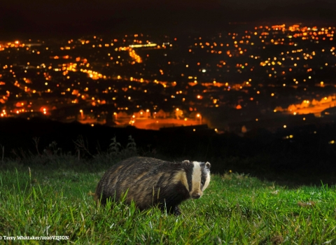 Wildlife Crime -a badger