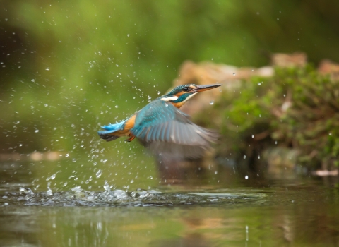 Kingfisher spotted