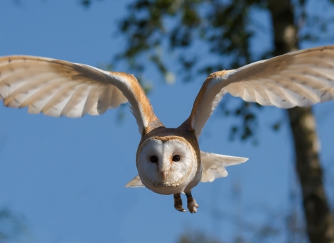 Barn owl in flight