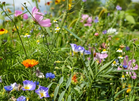 Wildflower meadow