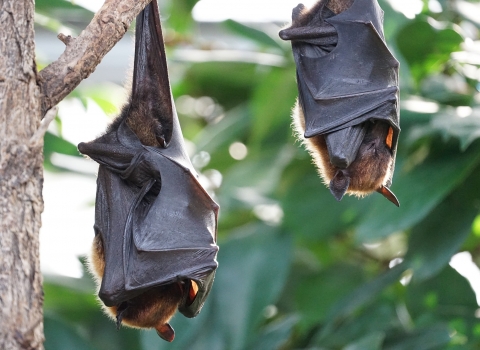 Bats hanging from a branch