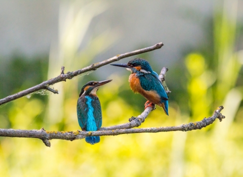 Wolseley Kingfisher