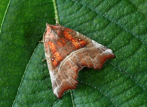 Moth