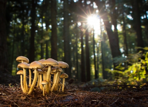 Fungi in a forrest