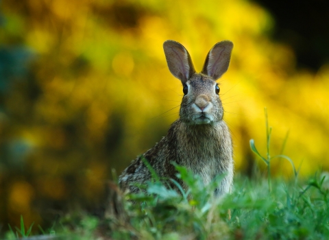 Rabbit in field 