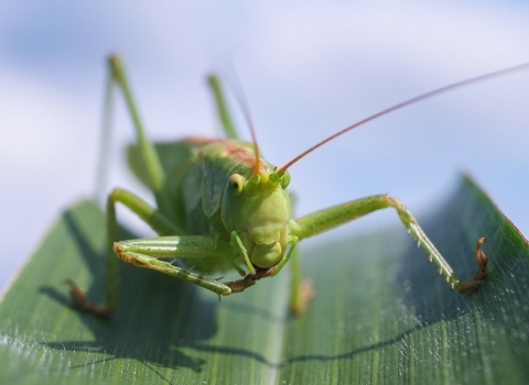 Grasshopper