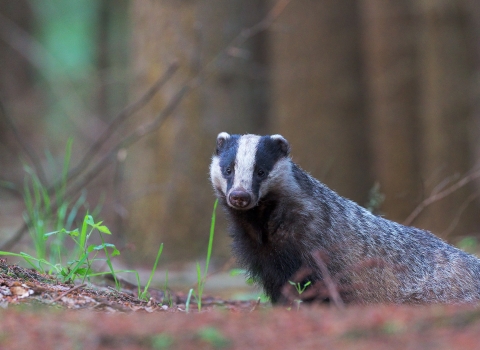 Badger - become a member and support them today!