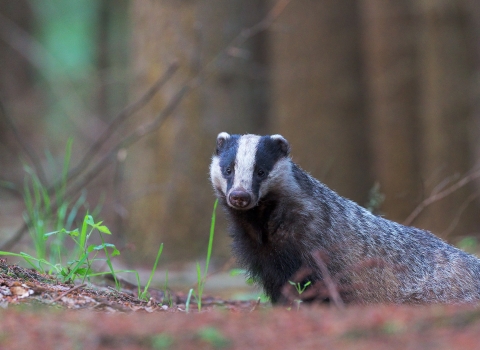 Badger - become a member and support them today!