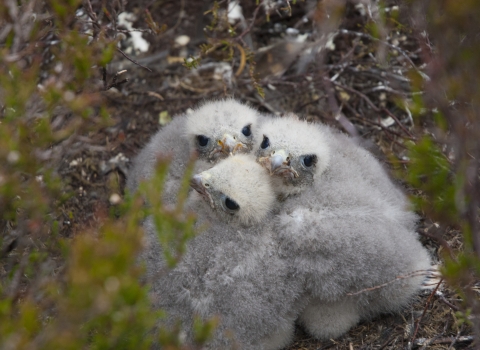 Breeding birds survay