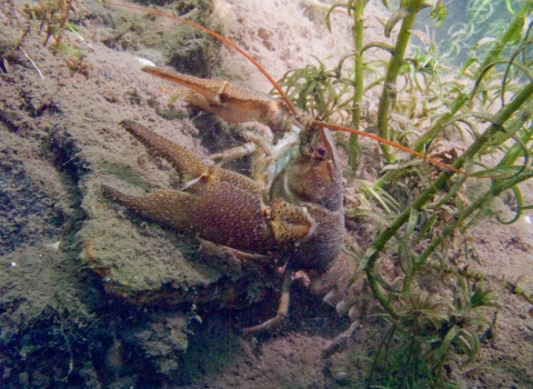 Crayfish Project