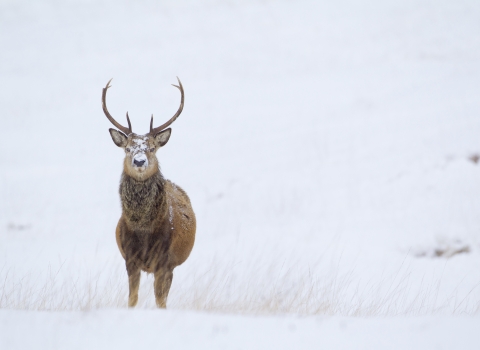 Red Deer