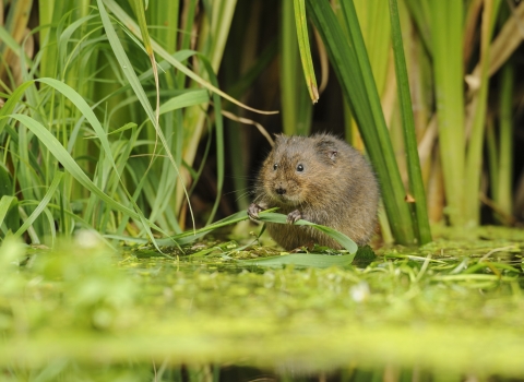 Water Vole - nature conservation