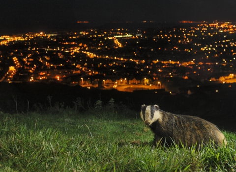 Campaign - badger 