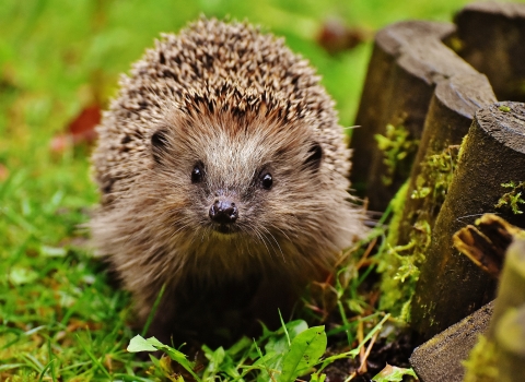 Hedgehog - donate and support your local wildlife 