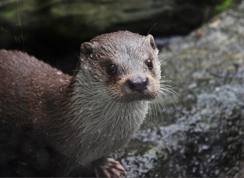 Otter