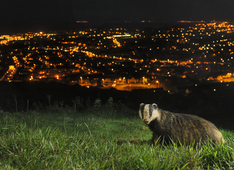 Badger Appeal - please help