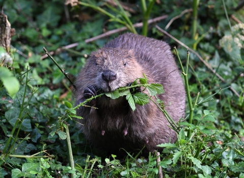 Water vole