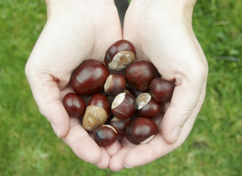 Conkers