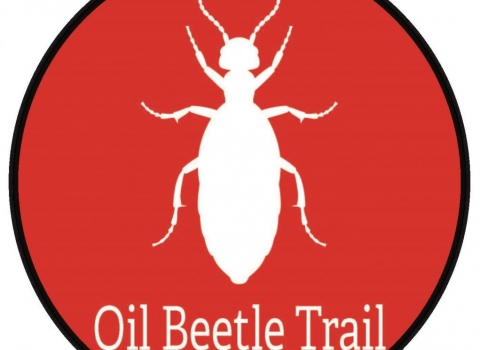 Oil beetle trail