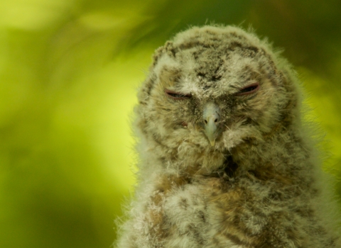 Barn Owl sleeping 