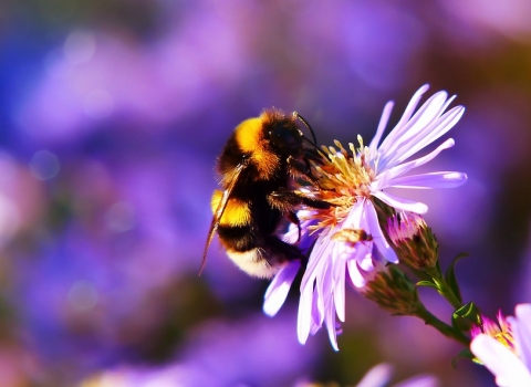 Bumble bee on flower