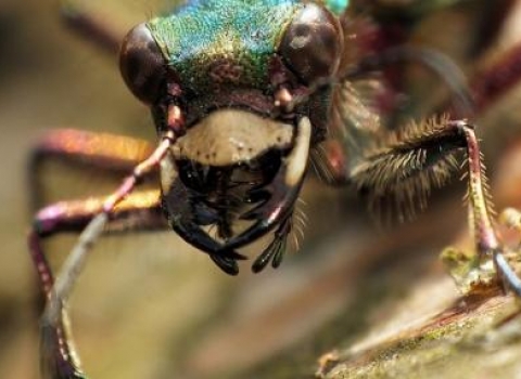 Green Tiger Beetle