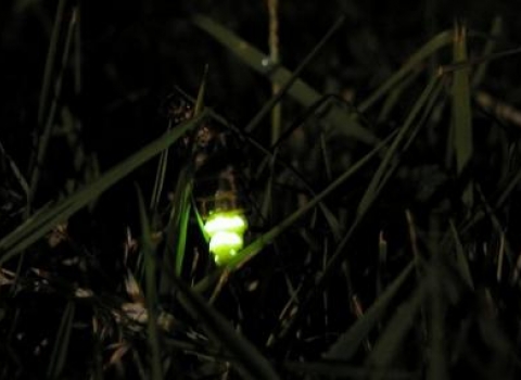 Glow Worm