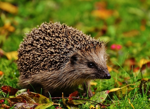 Hedgehog