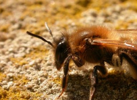 Black Mining Bee