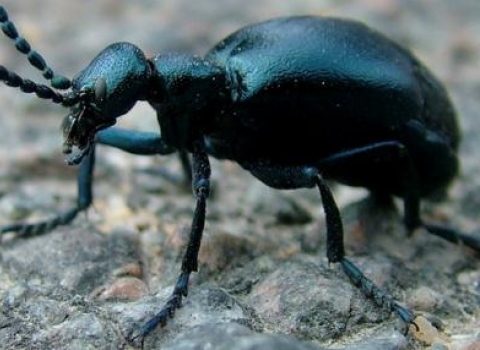 Oil Beetle 