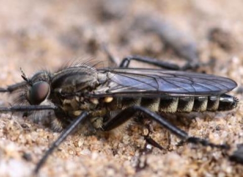 Spring Robber Fly