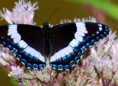 White Admiral