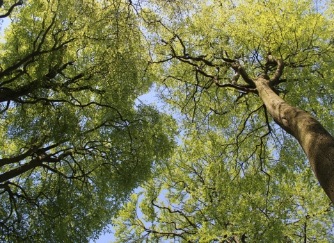 Looking up at green trees