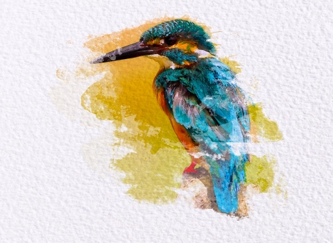 Kingfisher Artwork