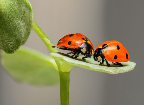 Ladybirds