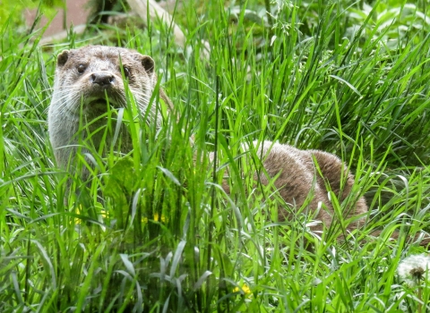 Otter