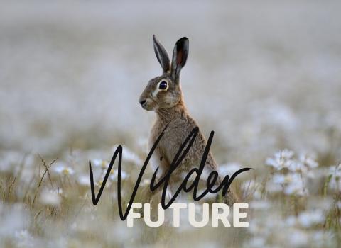 Wilder Future