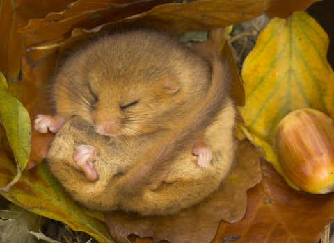 Dormouse