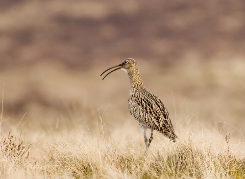 Curlew