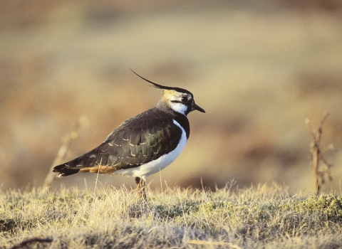 Lapwing