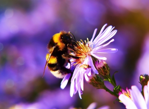 Bumble Bee on Flower