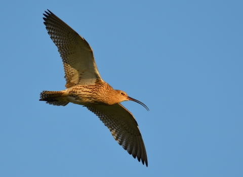 Curlew in flight