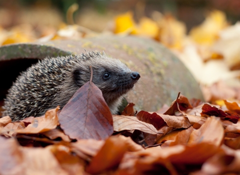 Hedgehog