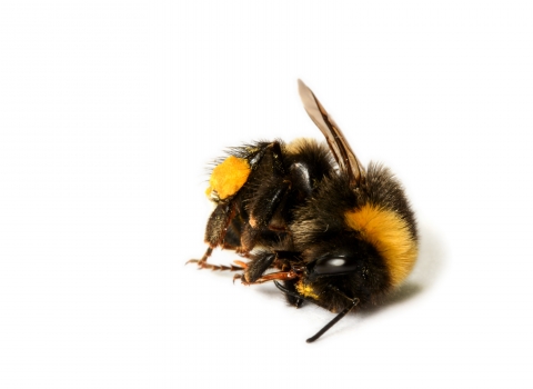 Dead bumblebee