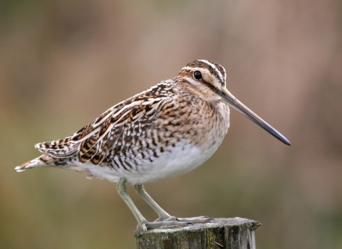 A snipe at Gun Moor