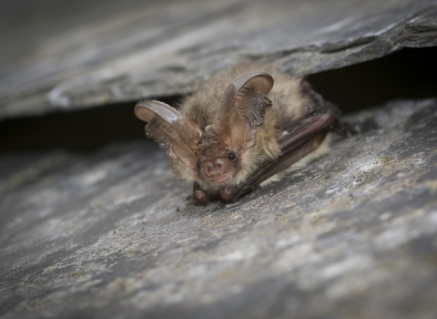 Brown long eared bat