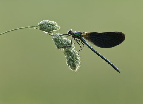 Beautiful demoiselle