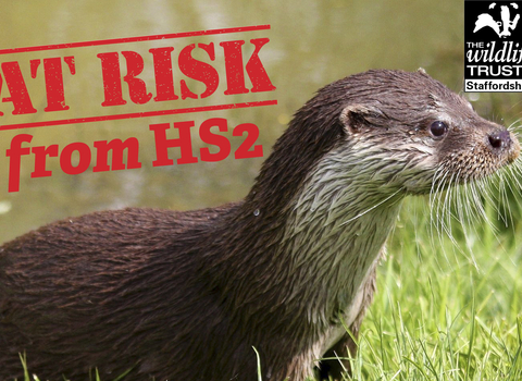 Otters at risk from HS2